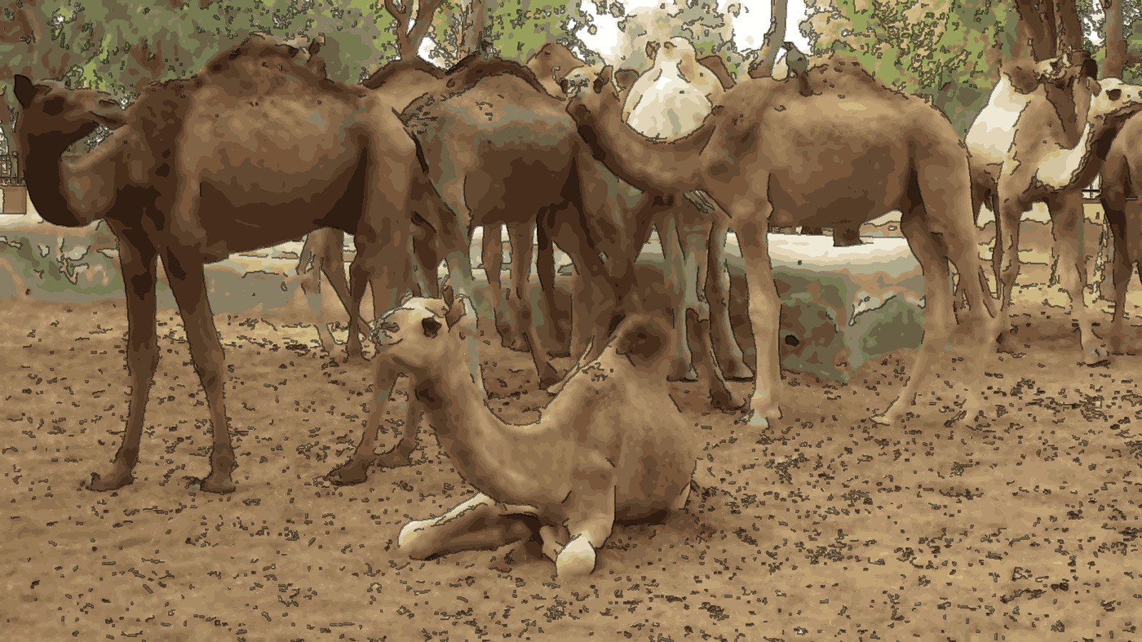 National Camel Research Centre